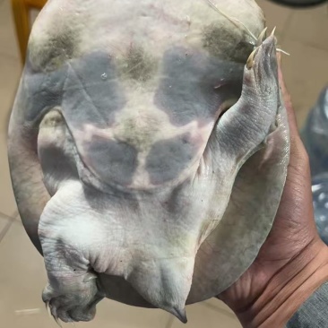 生态杂交甲鱼