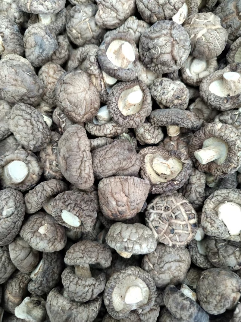 包邮精选面菇，基地直供，品质有保障