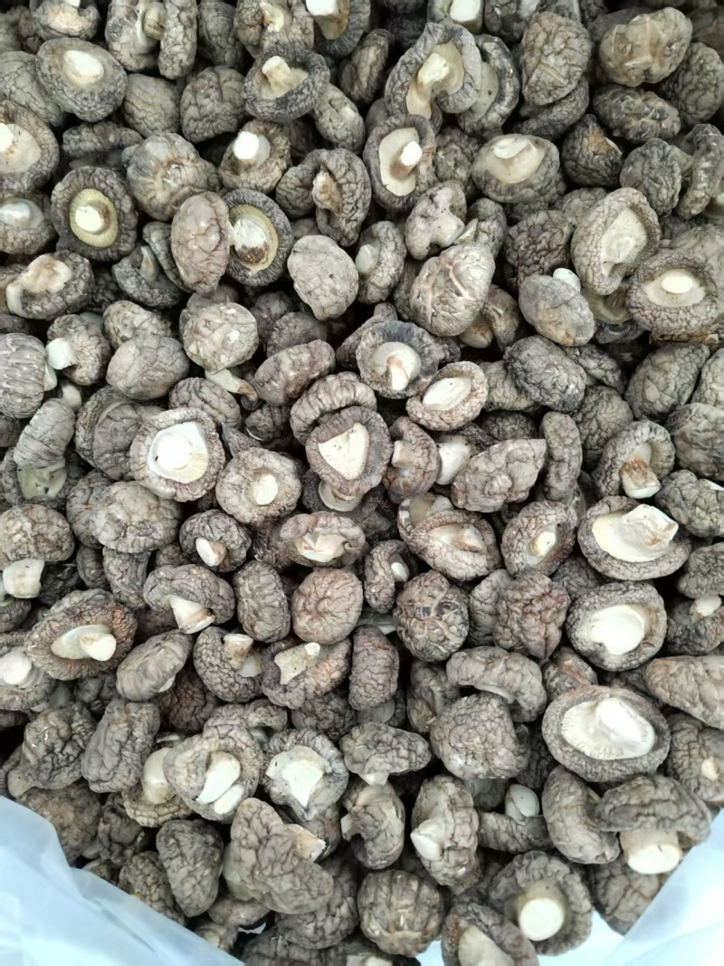 包邮精选面菇，基地直供，品质有保障
