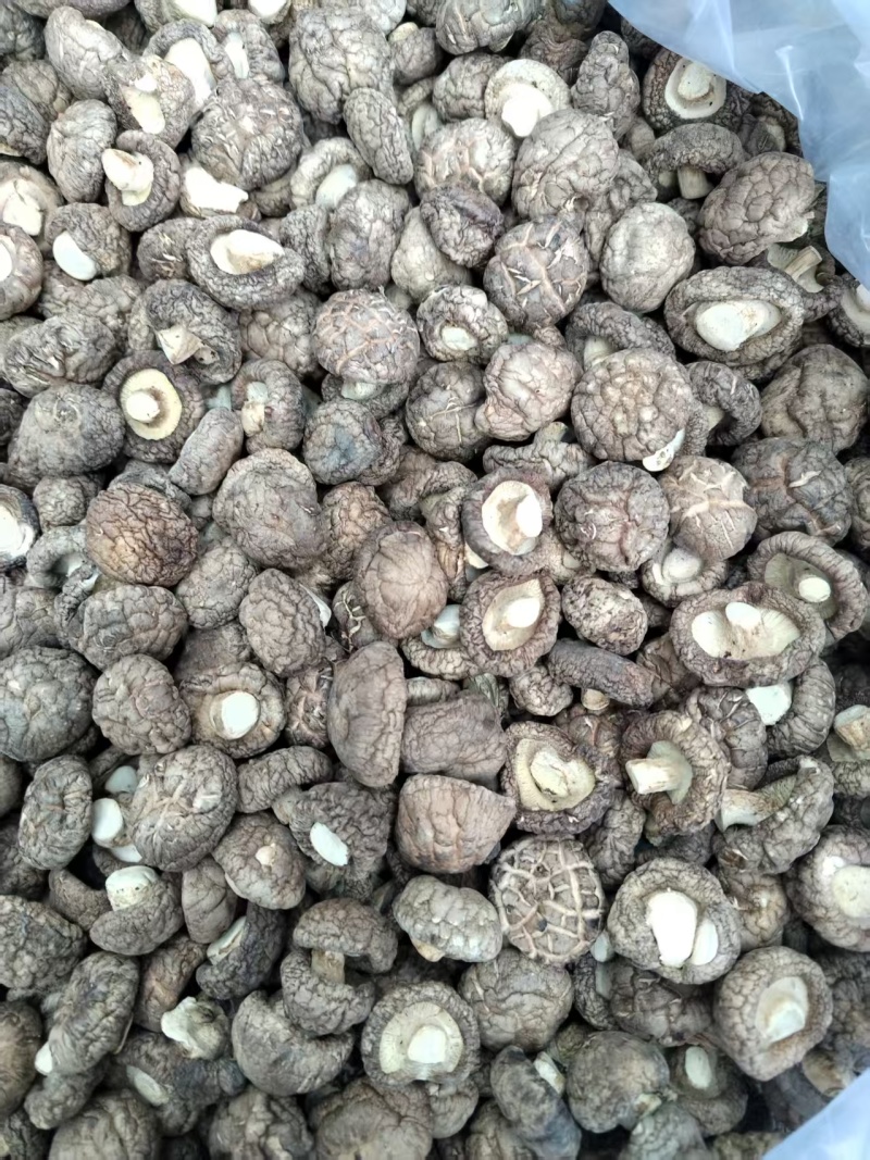 包邮精选面菇，基地直供，品质有保障
