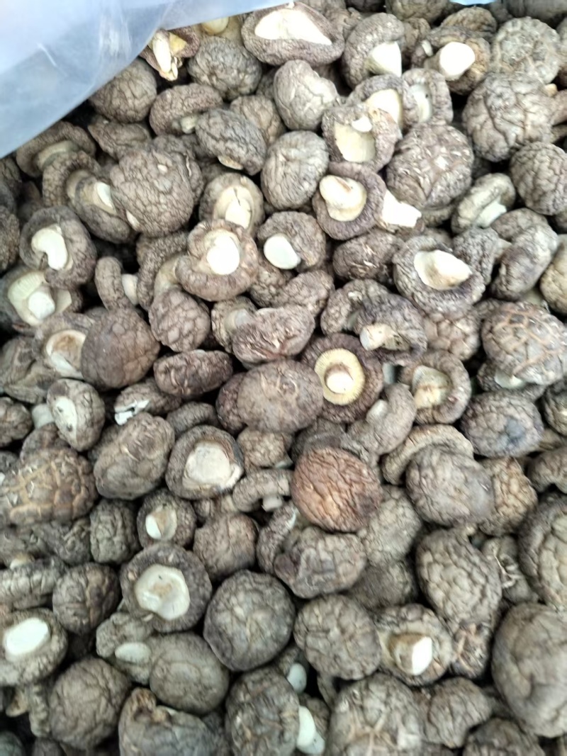 包邮精选面菇，基地直供，品质有保障