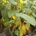 2026年1月开挖芭蕉芋，12吨起发货，种植基地直发