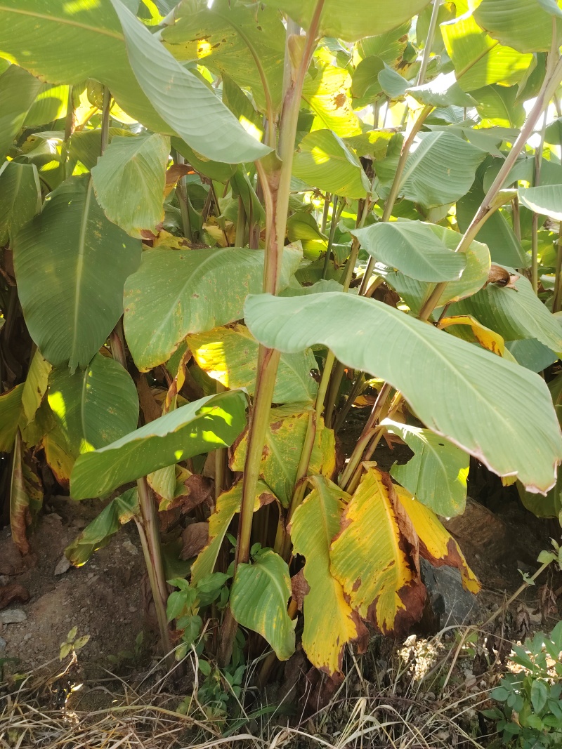 2026年1月开挖芭蕉芋，12吨起发货，种植基地直发