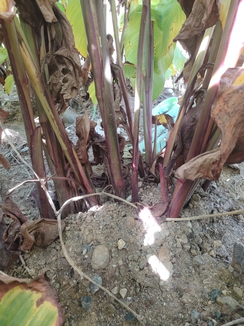2026年1月开挖芭蕉芋，12吨起发货，种植基地直发