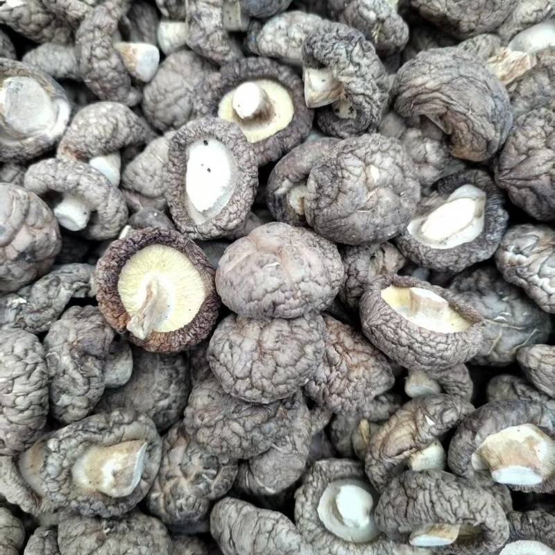 包邮精选面菇，基地直供，品质有保障