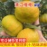 清江椪柑精品椪柑碰柑大量供应可视频看货欢迎来电采购