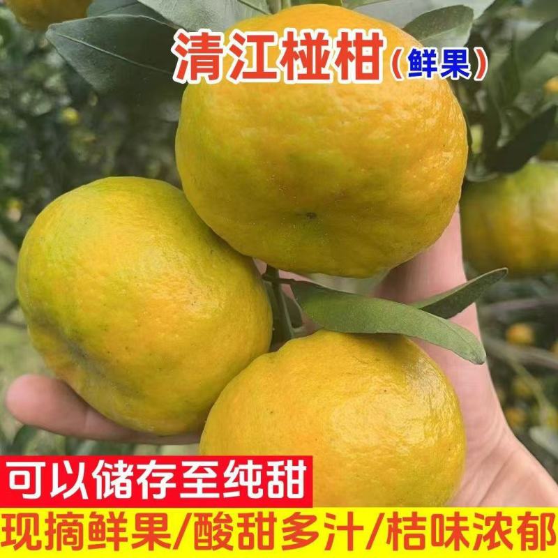 清江椪柑精品椪柑碰柑大量供应可视频看货欢迎来电采购