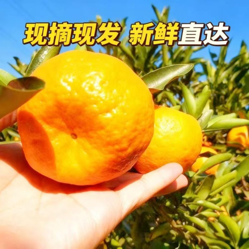 清江椪柑精品椪柑碰柑大量供应可视频看货欢迎来电采购