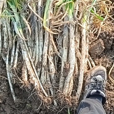 精品大葱货源充足一手货源