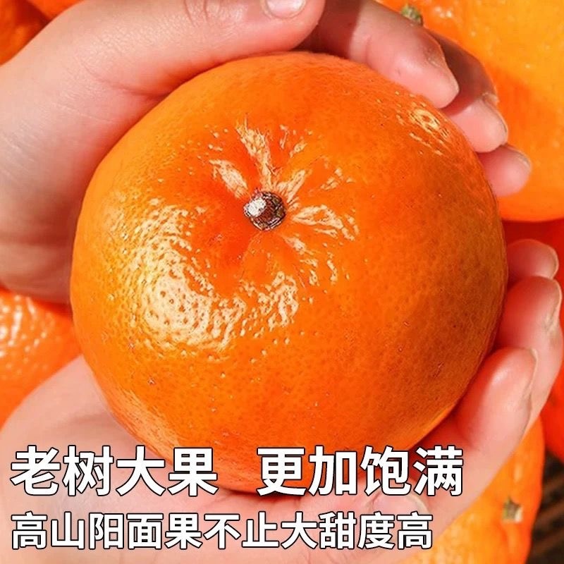 广西武鸣沃柑/产区直发/大量有货/当天发车