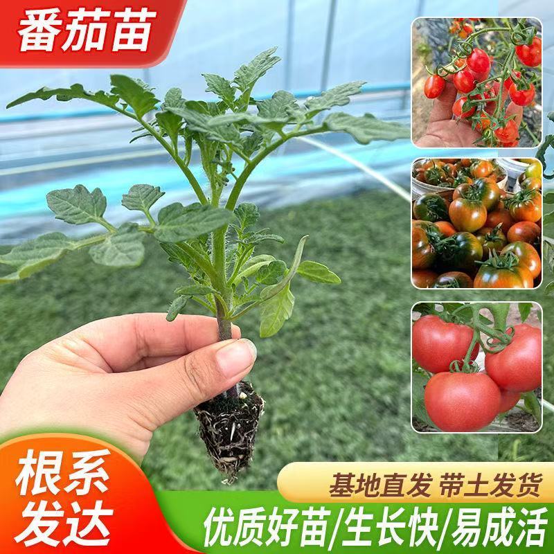 番茄种苗硬果西红柿苗，苗厂直供量大从优