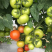 番茄种苗硬果西红柿苗，苗厂直供量大从优