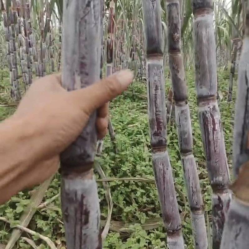 黑皮甘蔗