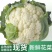 河南新鲜菜花，产地一手货源量大优惠，对接全国市场电商平台