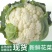 河南新鲜菜花，产地一手货源量大优惠，对接全国市场电商平台