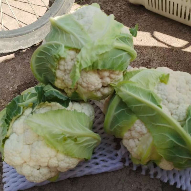 河南新鲜菜花，产地一手货源量大优惠，对接全国市场电商平台
