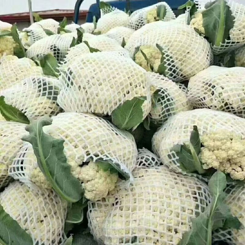 河南新鲜菜花，产地一手货源量大优惠，对接全国市场电商平台