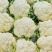 河南新鲜菜花，产地一手货源量大优惠，对接全国市场电商平台