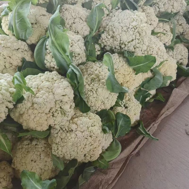 河南新鲜菜花，产地一手货源量大优惠，对接全国市场电商平台