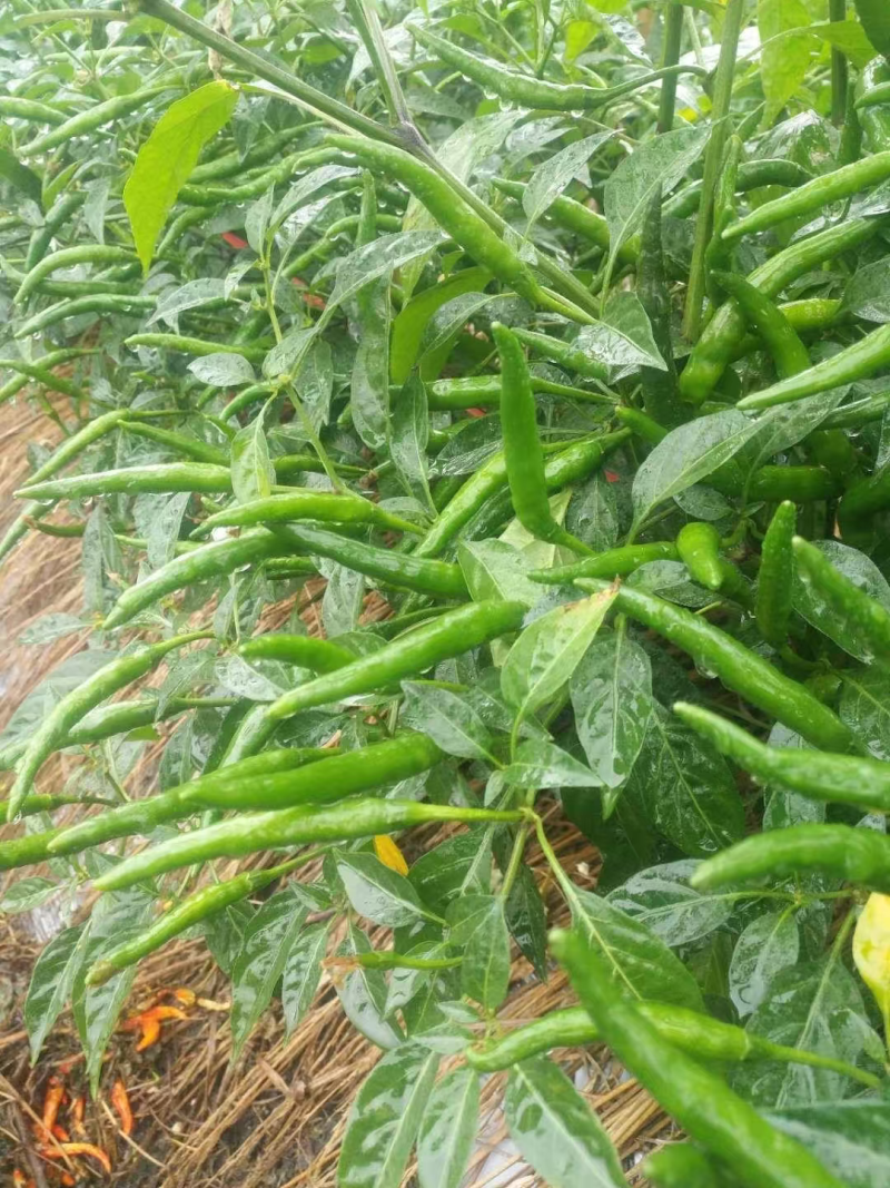 【朝天椒苗】辣椒苗，加长指天椒苗。苗场直供穴盘苗