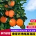 【推荐】精品奉节脐橙大量供应代发全国香甜多汁精选