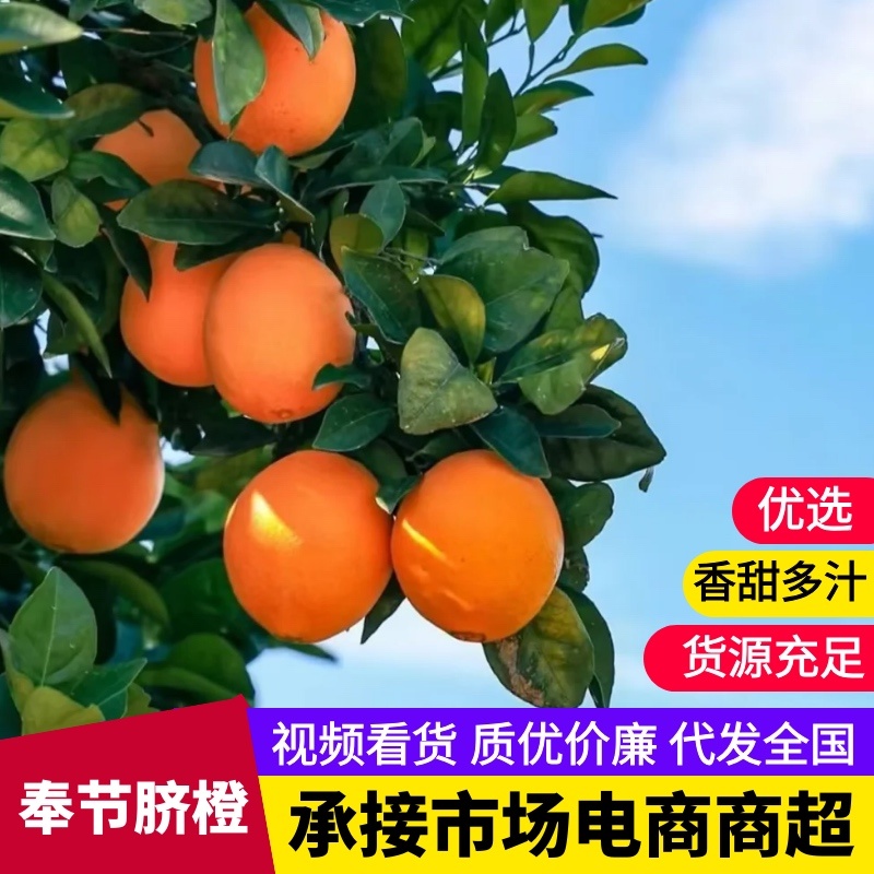 【推荐】精品奉节脐橙大量供应代发全国香甜多汁精选