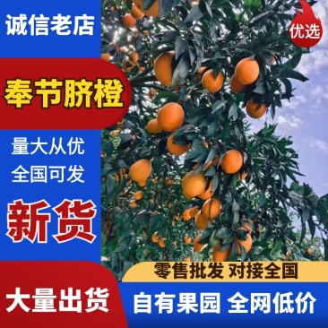 【实力】精品奉节脐橙现摘现发甜度高水分足产地直发