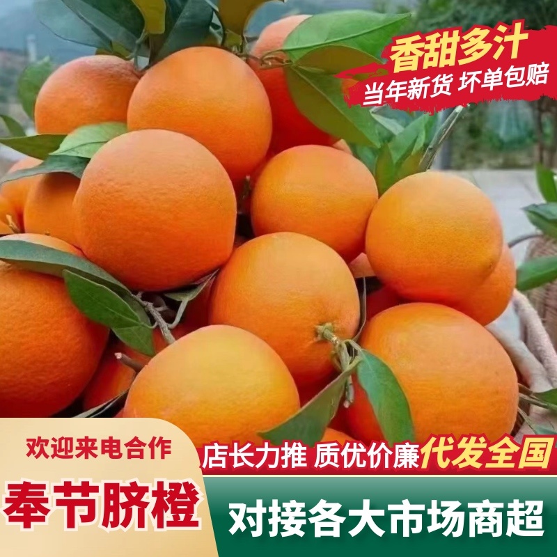 【优选】精品奉节脐橙对接电商商超千亩基地价格面议