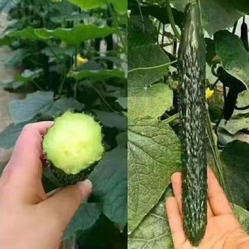 【黄瓜苗】黄瓜苗水果黄瓜苗苗场直供杂交新一代早熟