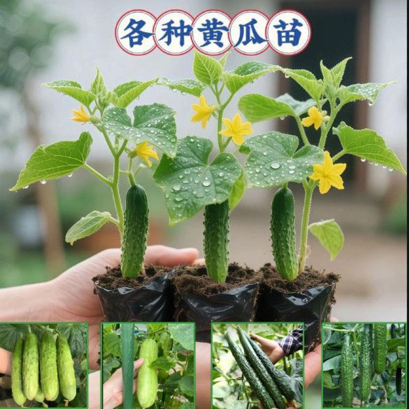 【黄瓜苗】黄瓜苗水果黄瓜苗苗场直供杂交新一代早熟