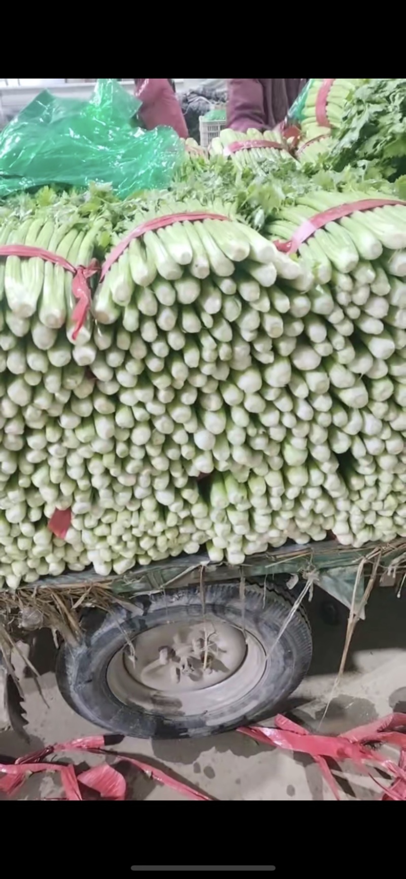 精品小芹菜，货源足，产地供应，对接全国