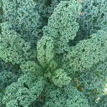 雨羽衣甘蓝，雨羽甘蓝，雨衣甘蓝，甘蓝，特菜，全国直发