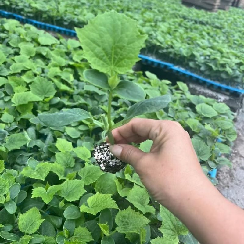 吊瓜苗水果黄瓜苗苗场直供，对接全国发货