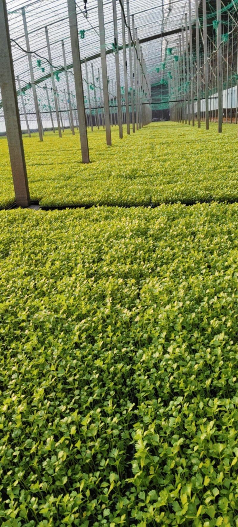 法国皇后芹菜苗大量供应