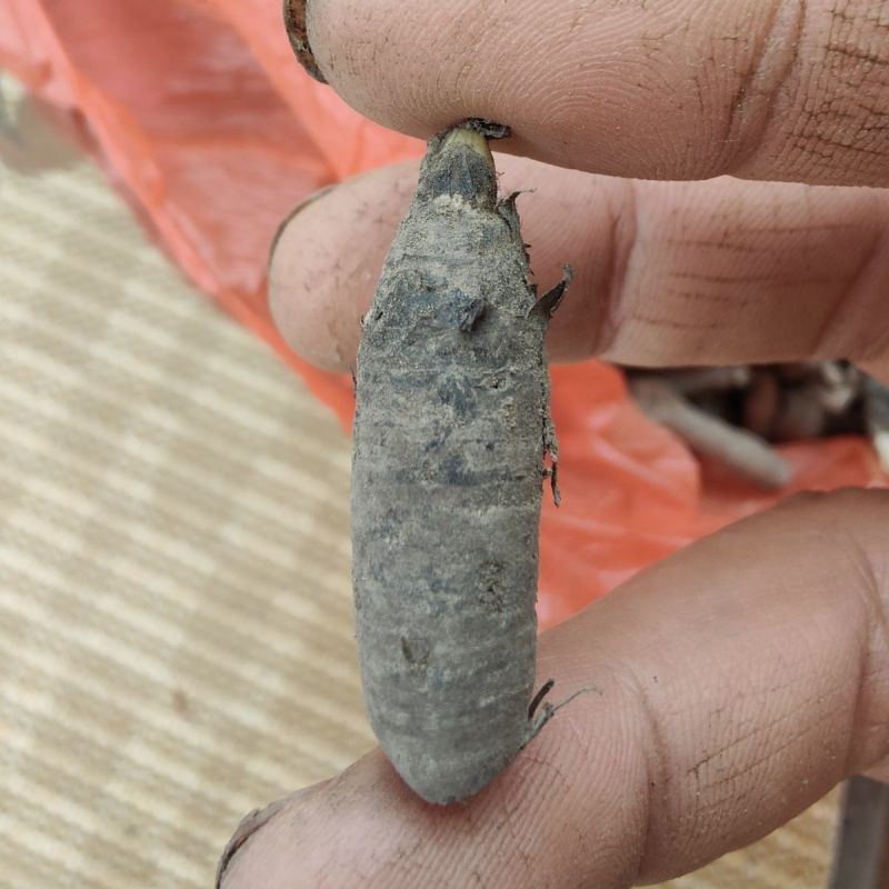贵州中药材纯野生独脚仙茅新鲜泡酒煲汤鲜货