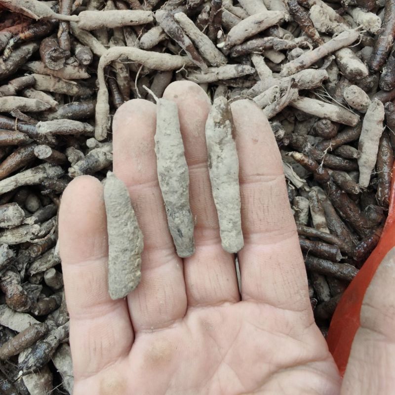 贵州中药材纯野生独脚仙茅新鲜泡酒煲汤鲜货
