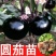 茄子苗圆茄子苗穴盘种苗基地直供欢迎采购