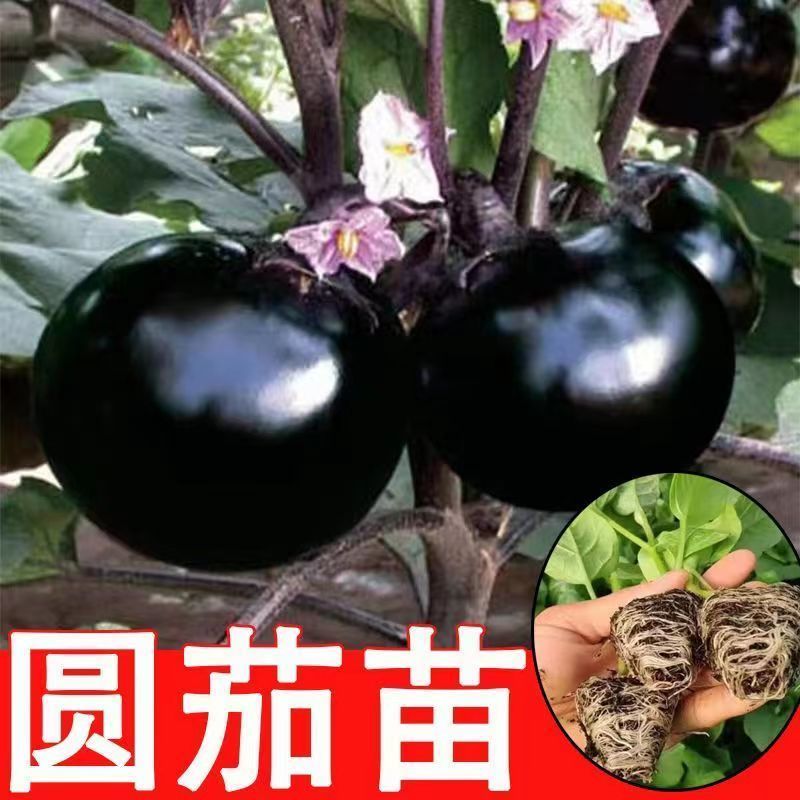 茄子苗圆茄子苗穴盘种苗基地直供欢迎采购