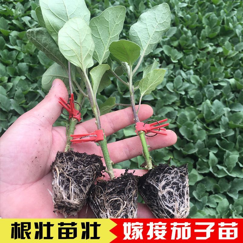 茄子苗圆茄子苗穴盘种苗基地直供欢迎采购