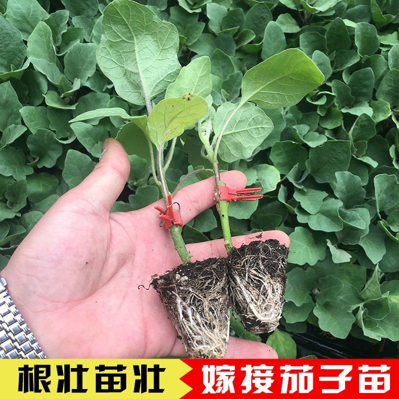 茄子苗圆茄子苗穴盘种苗基地直供欢迎采购