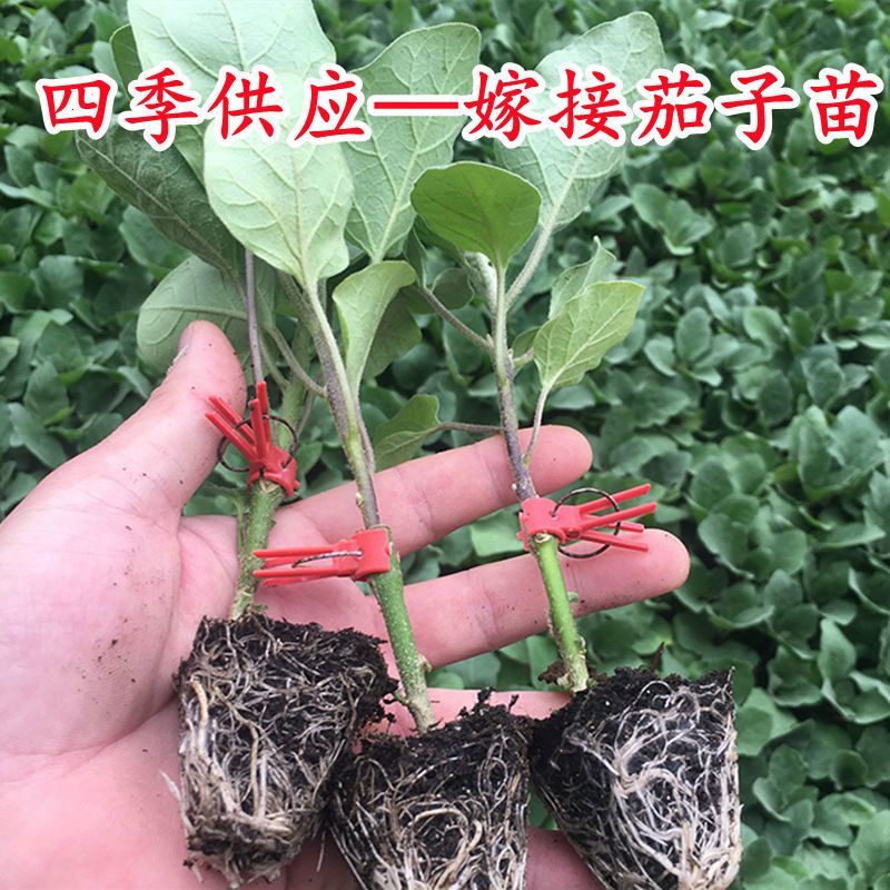 茄子苗圆茄子苗穴盘种苗基地直供欢迎采购