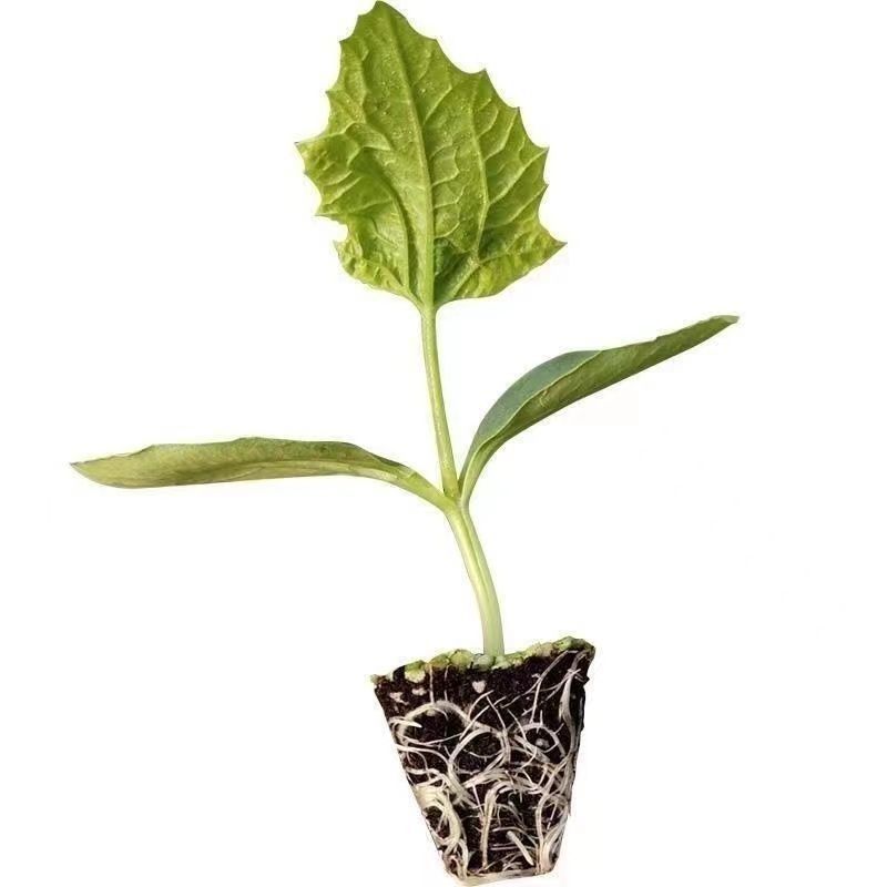 丝瓜苗花点肉丝瓜，八角瓜，菱角瓜苗苗场直供穴盘苗
