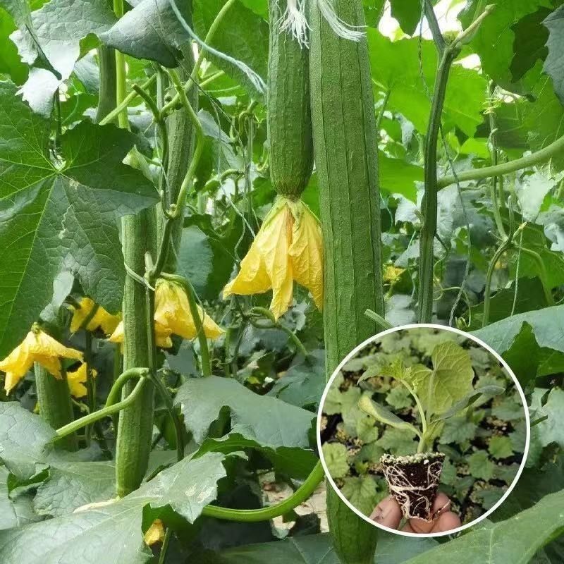丝瓜苗花点肉丝瓜，八角瓜，菱角瓜苗苗场直供穴盘苗