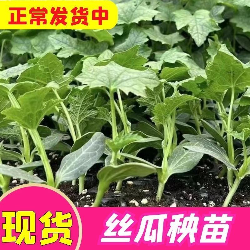 丝瓜苗花点肉丝瓜，八角瓜，菱角瓜苗苗场直供穴盘苗