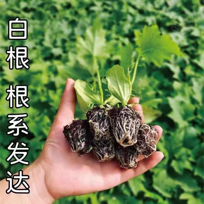 丝瓜苗花点肉丝瓜，八角瓜，菱角瓜苗苗场直供穴盘苗