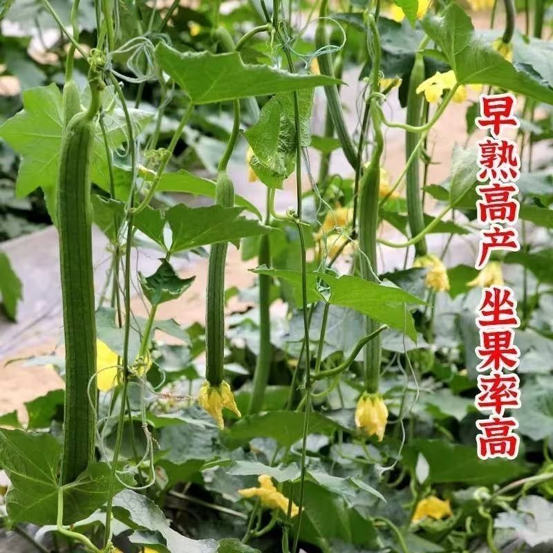 丝瓜苗花点肉丝瓜，八角瓜，菱角瓜苗苗场直供穴盘苗