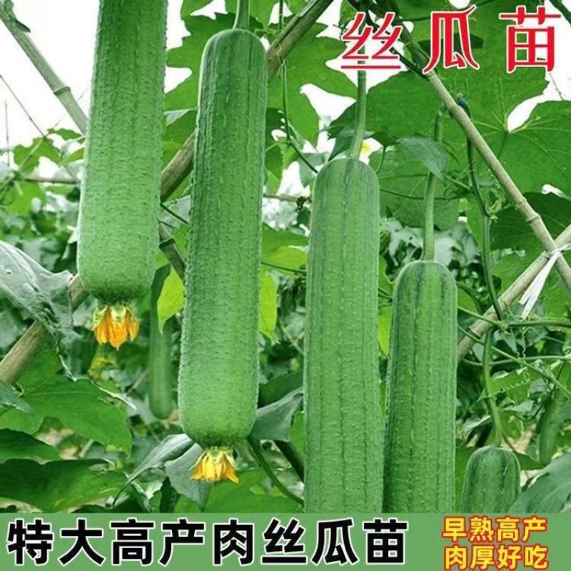 丝瓜苗花点肉丝瓜，八角瓜，菱角瓜苗苗场直供穴盘苗