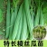 丝瓜苗花点肉丝瓜，八角瓜，菱角瓜苗苗场直供穴盘苗