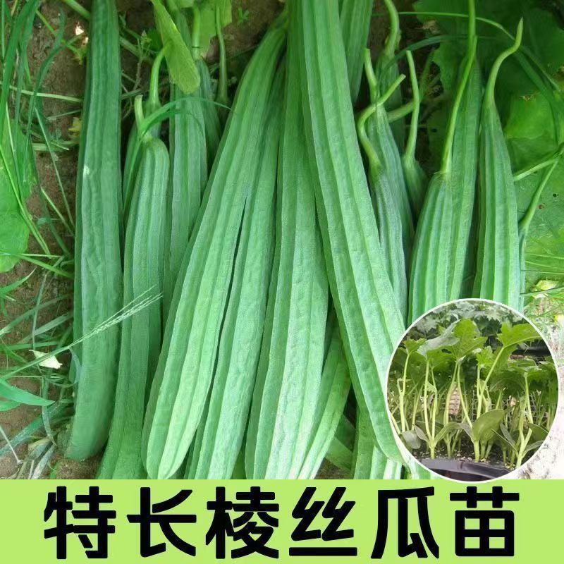 丝瓜苗花点肉丝瓜，八角瓜，菱角瓜苗苗场直供穴盘苗