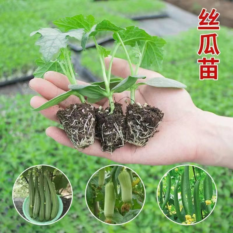 丝瓜苗花点肉丝瓜，八角瓜，菱角瓜苗苗场直供穴盘苗